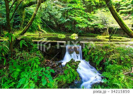 新緑の山吹水源　熊本県　阿蘇郡　産山村 34215850