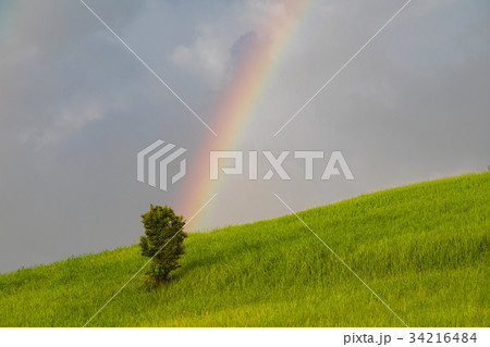 草原にある一本の木と虹 草原にある一本の木と虹 34216484