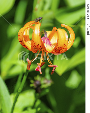 クルマユリ(車百合) 34216489