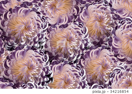 pink-violet flowers  chrysanthemum. Close-up;  34216854
