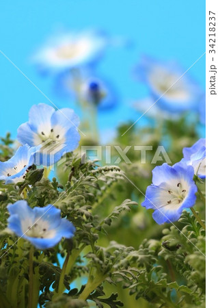 ネモフィラ 青い花 ネモフィラ 青い花 34218237
