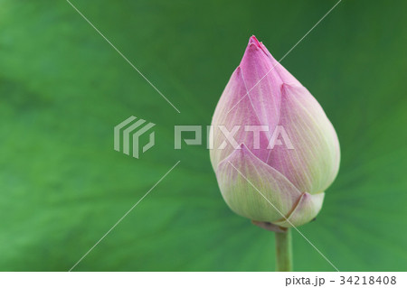 Bud of Lotus Flower 34218408