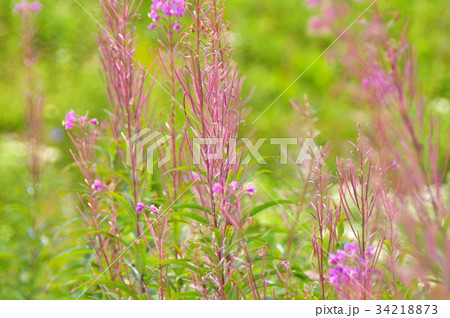 ヤナギラン ヤナギラン 34218873