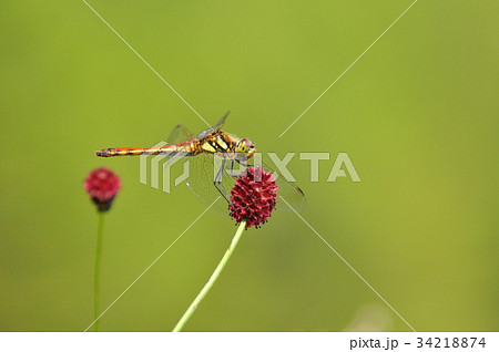 吾木香とアキアカネ 34218874