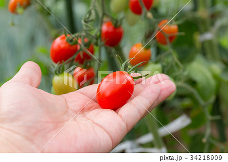 ミニトマトの収穫(家庭菜園) ミニトマトの収穫(家庭菜園) 34218909