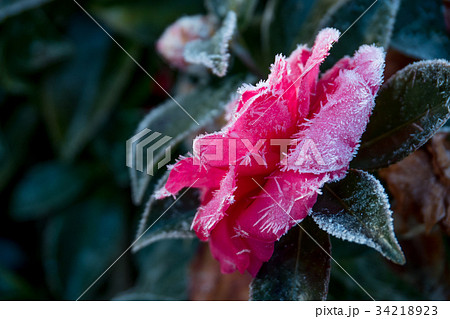 霜を付いている椿の花 34218923