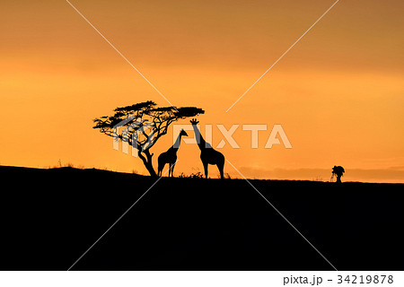 Tree, giraffes and male photographer silhouette 34219878