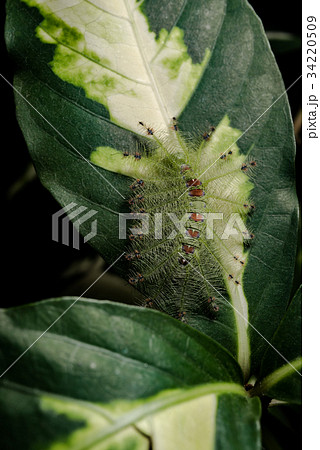 Caterpillar of the Common Gaudy Baron butterfly  34220509