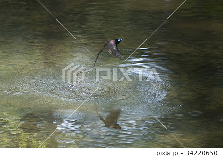 サンコウチョウ 34220650