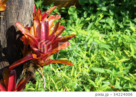 Aechmea fasciata kind on Dry tree Aechmea fasciata kind on Dry tree 34224006