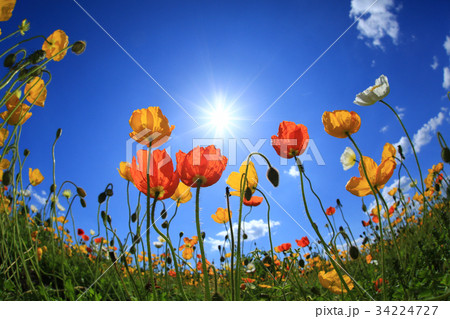 ぽぴー3272 34224727