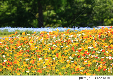 ぽぴー3147 ぽぴー3147 34224816