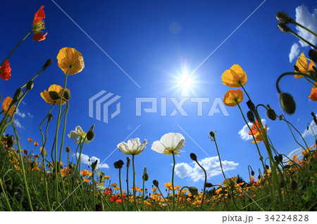 ぽぴー3208 34224828