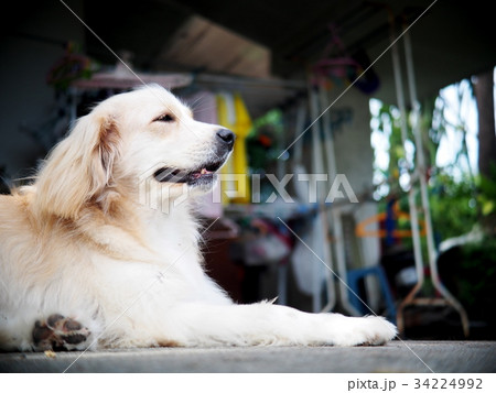 cute lovely white long hair young crossbreed dog cute lovely white long hair young crossbreed dog 34224992