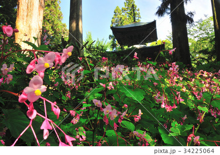 秋海棠の咲く岩湧寺 34225064