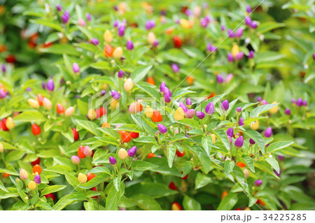 トウガラシの実 34225285
