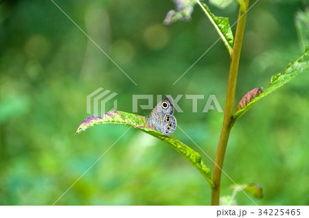 シジミ蝶 34225465