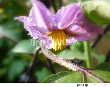 ナスの花　一輪 34225839