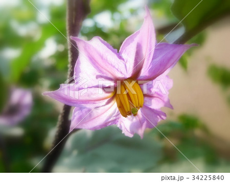 ナスの花 一輪 ナスの花 一輪 34225840