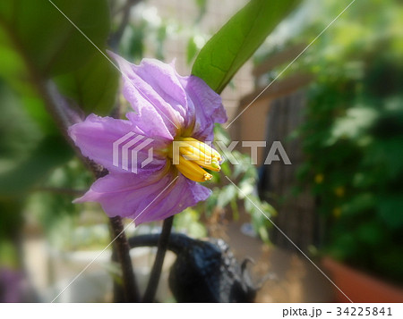 ナスの花　一輪 34225841