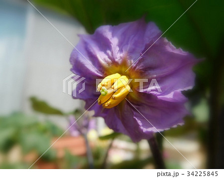 ナスの花 一輪 ナスの花 一輪 34225845