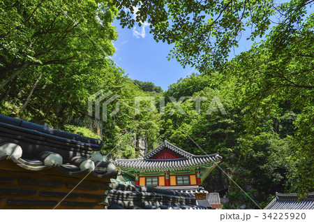 慶北 夏 植物 34225920