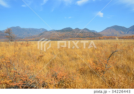 日光･戦場ヶ原（栃木県日光市） 34226443