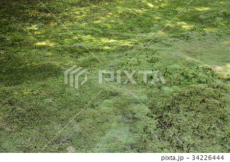 苔庭（三千院 有清園／京都市左京区大原） 34226444