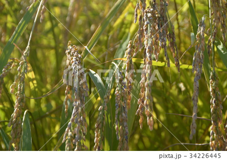 実るほど頭を垂れる稲穂かな（佐渡島／新潟県） 34226445