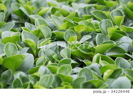 Peperomia leaves magnoliyaefolia closeup Peperomia leaves magnoliyaefolia closeup 34226446