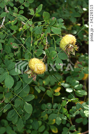 ヒナサンショウバラの実 34226515