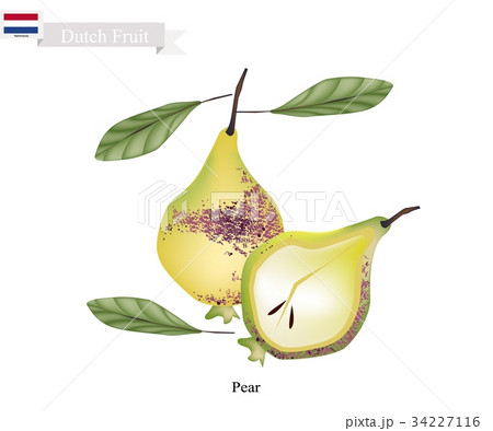 Fresh Pears, The Popular Fruits of Netherlands Fresh Pears, The Popular Fruits of Netherlands 34227116