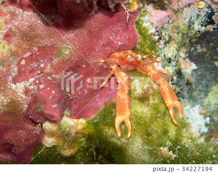 沖縄 ダイビング 沖縄 ダイビング 34227194