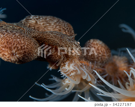 沖縄　ダイビング 34227197