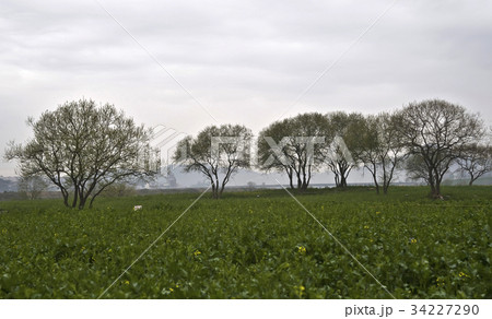 風景 菜種畑 川 34227290