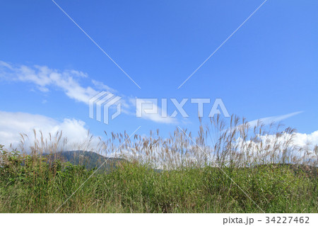 白馬山麓　ススキの原と秋の空 34227462