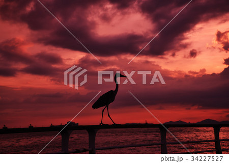 白鷺のシルエット 34227527