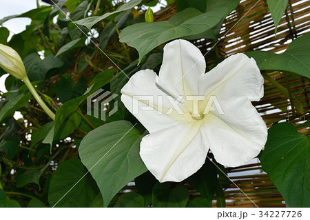 ヨルガオ（夜顔） 34227726