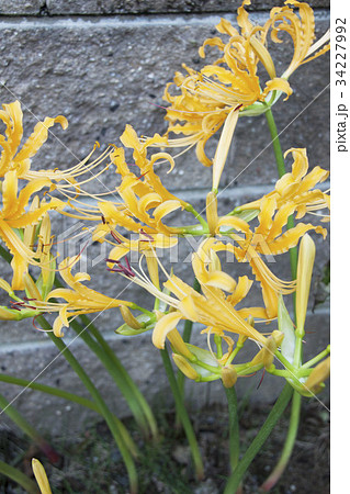 リコリス（オーレア） 34227992