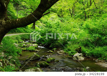 渓流 渓流 34228199