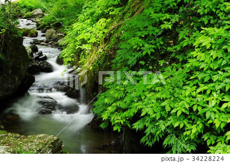 玉垂れの滝 玉垂れの滝 34228224