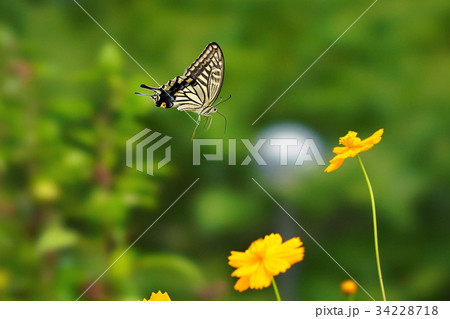 ヒラリと舞うアゲハ 34228718