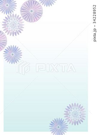 菊はがき02 34228952