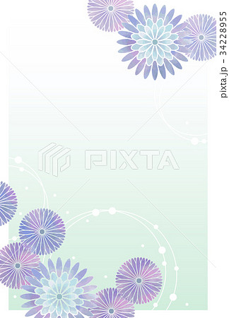 菊はがき05 34228955