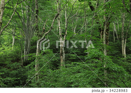 夏の広葉樹林　浅草岳 34228983