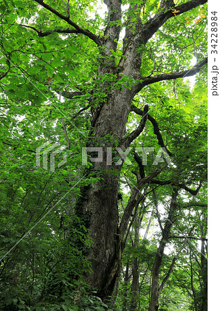 トチノキの大木　浅草岳 34228984