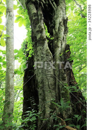 ブナの老木　浅草岳 34228986
