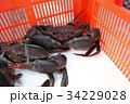 スリランカクラブ　カニ 34229028