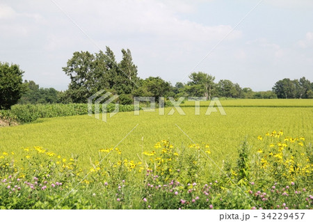 北海道の稲畑　北海道の田園風景 34229457