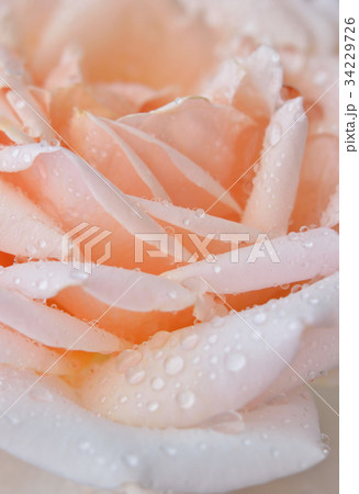 雨に濡れたバラの花びら 34229726